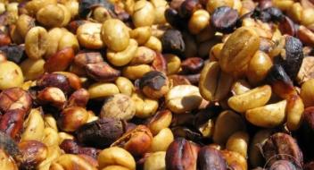 成都咖啡师培训学校之咖啡的蜜处理